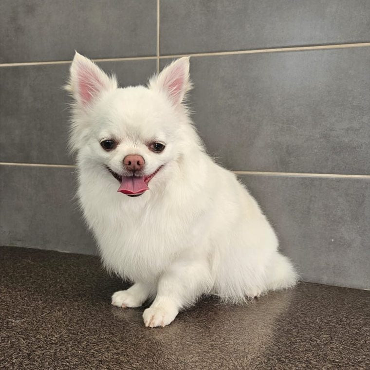 Neige, chihuahua blanc à poil long